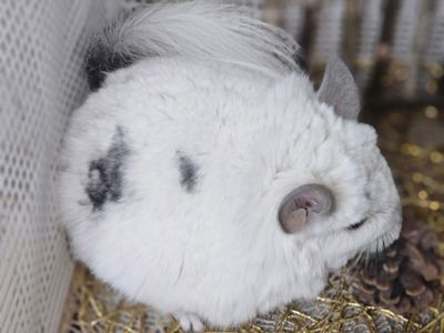 Шиншилята Різнокольорові Великий вибір🥰