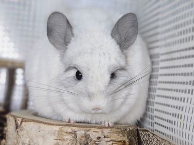 Шиншилята Різнокольорові Великий вибір🥰