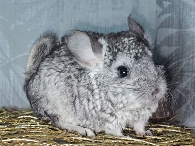 Шиншилята Різнокольорові Великий вибір🥰