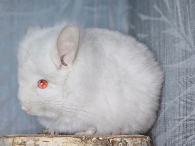 Шиншилята Різнокольорові Великий вибір🥰