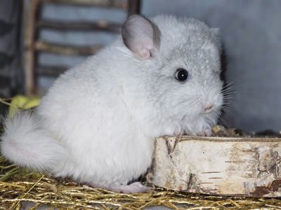 Шиншилята Різнокольорові Великий вибір🥰