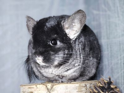 Шиншилята Різнокольорові Великий вибір🥰