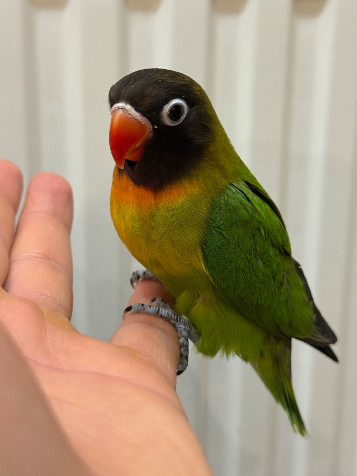 РУчные птенцы попугая неразлучник молодые