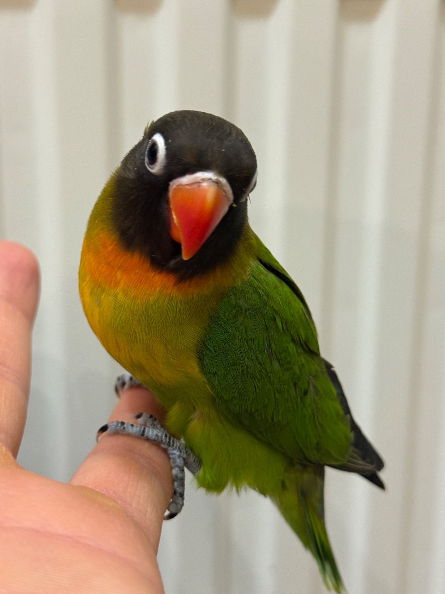 РУчные птенцы попугая неразлучник молодые