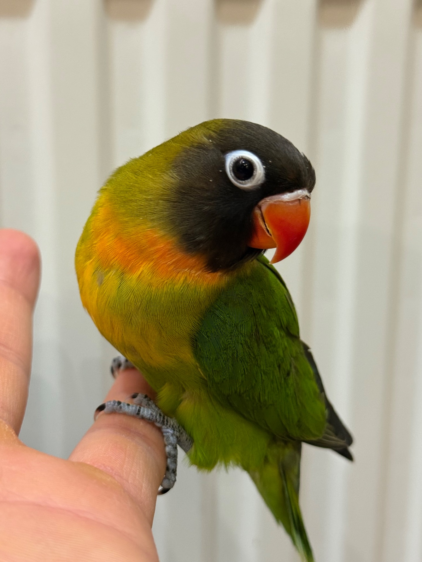 РУчные птенцы попугая неразлучник молодые