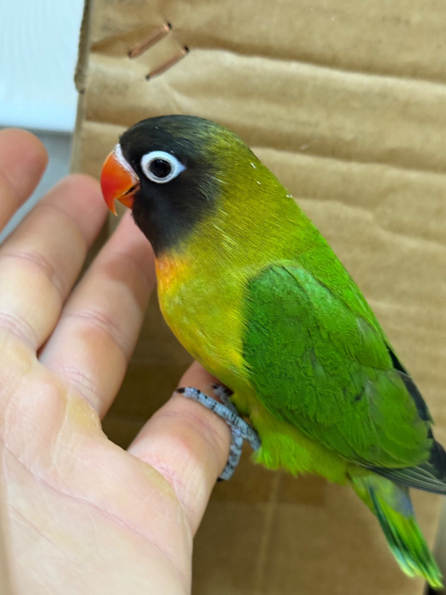 Птенцы неразлучники, молоденькие выкормыши ручные