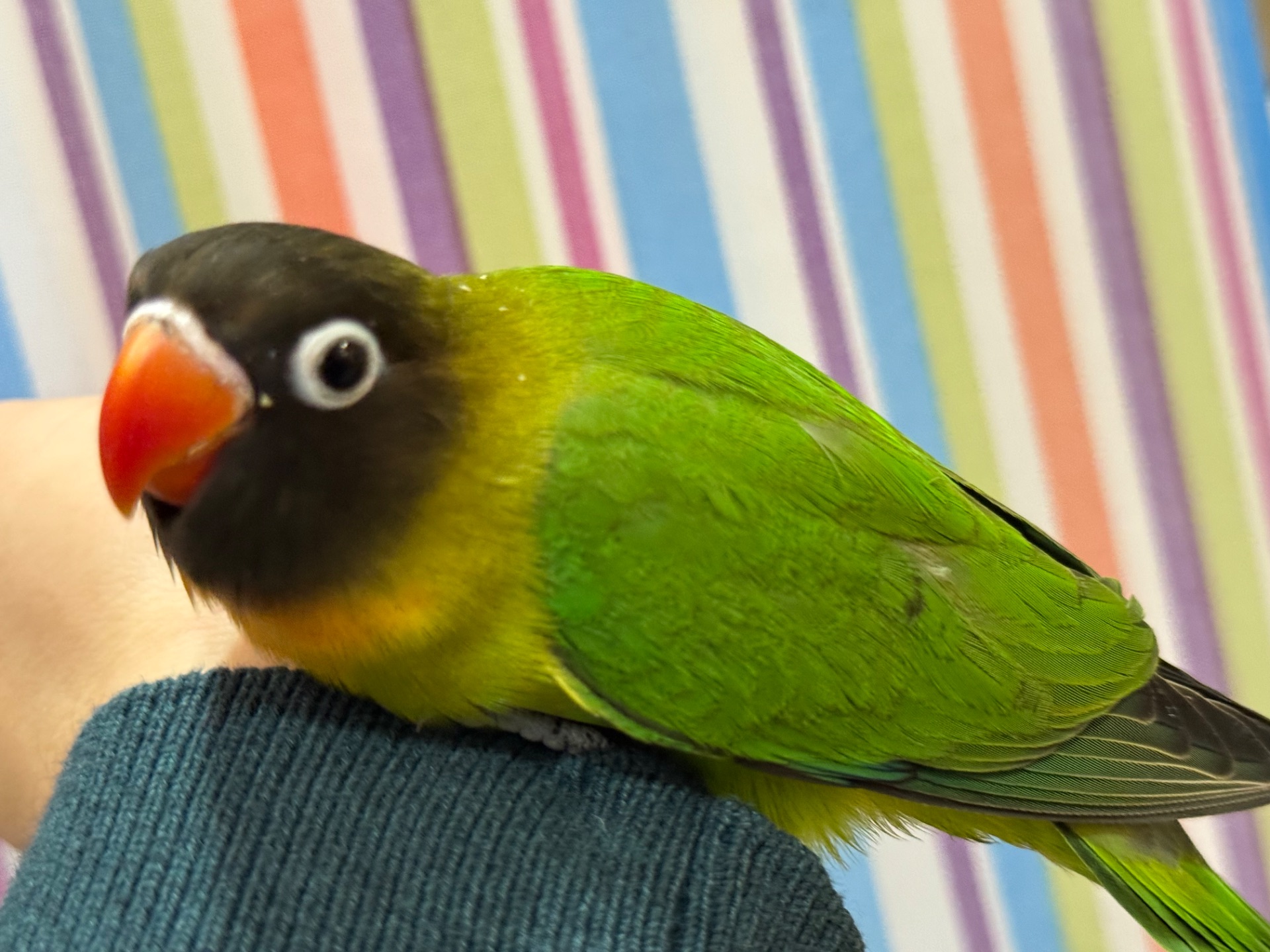 Масковые нерозлучники птенцы