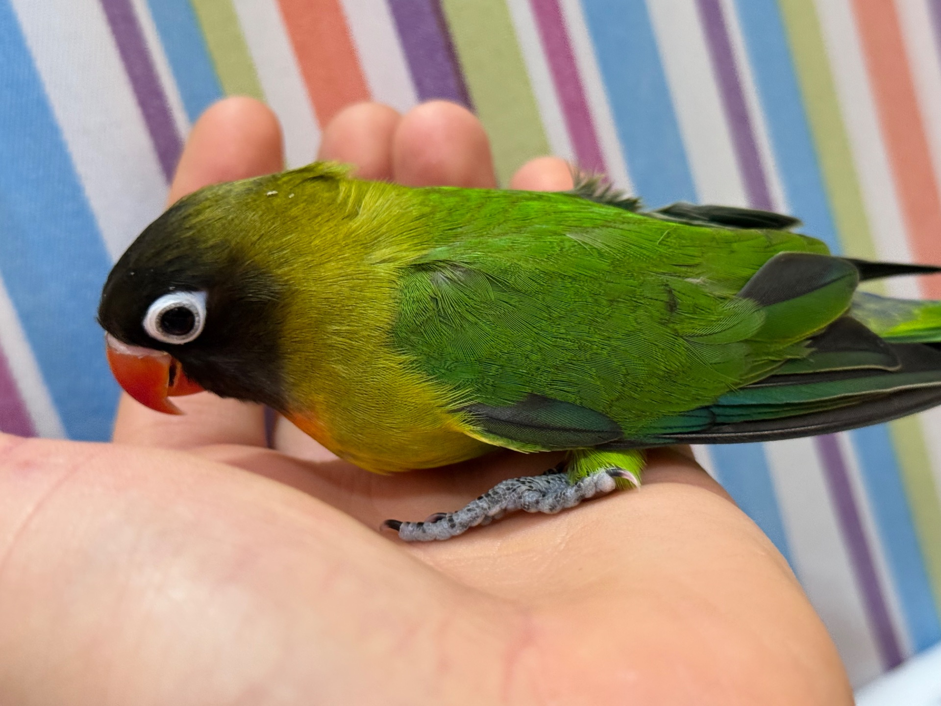 Масковые нерозлучники птенцы