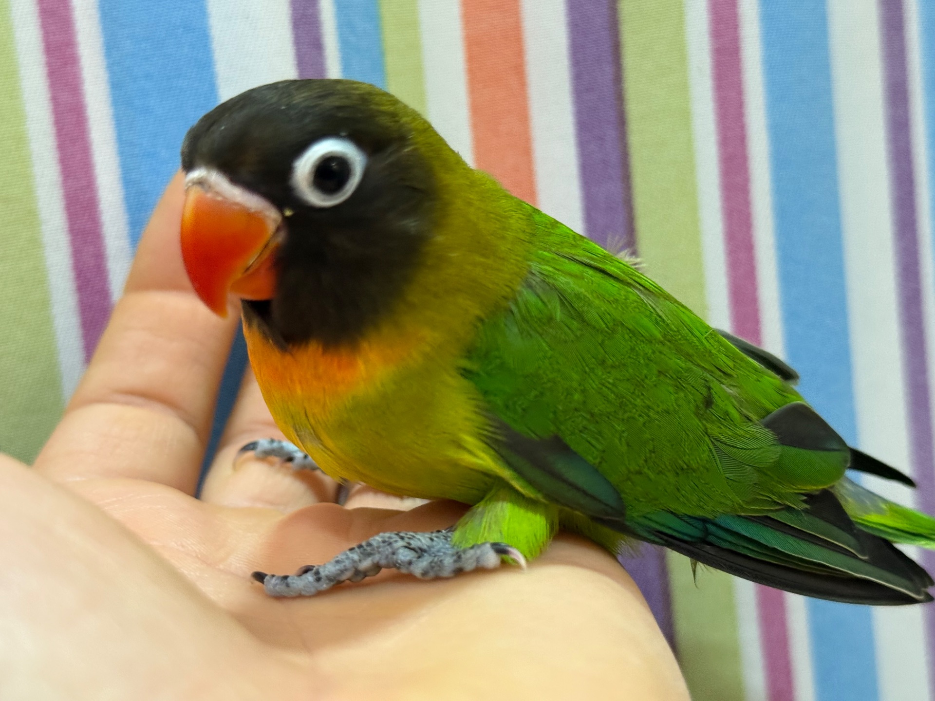 Масковые нерозлучники птенцы