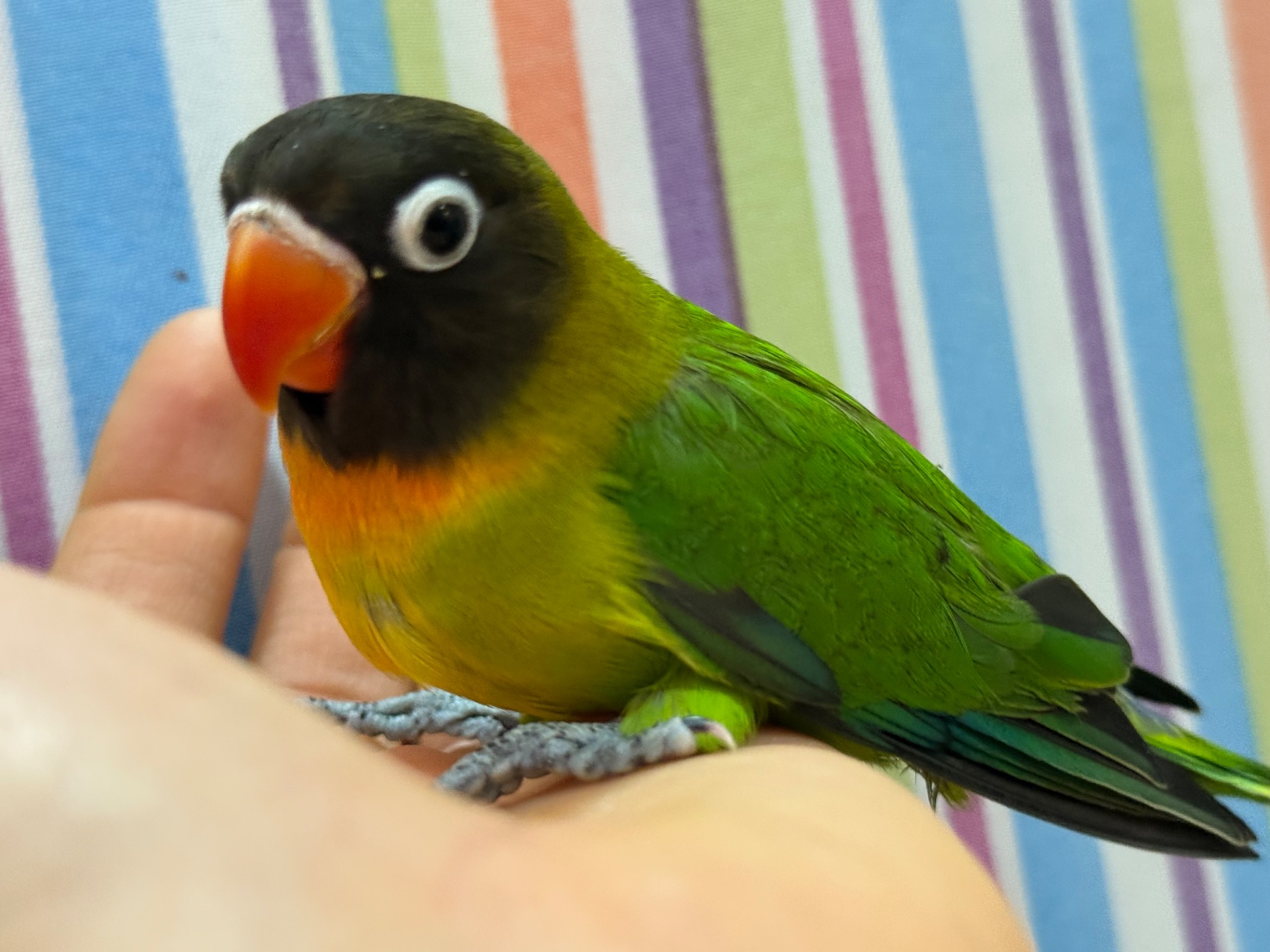 Масковые нерозлучники птенцы