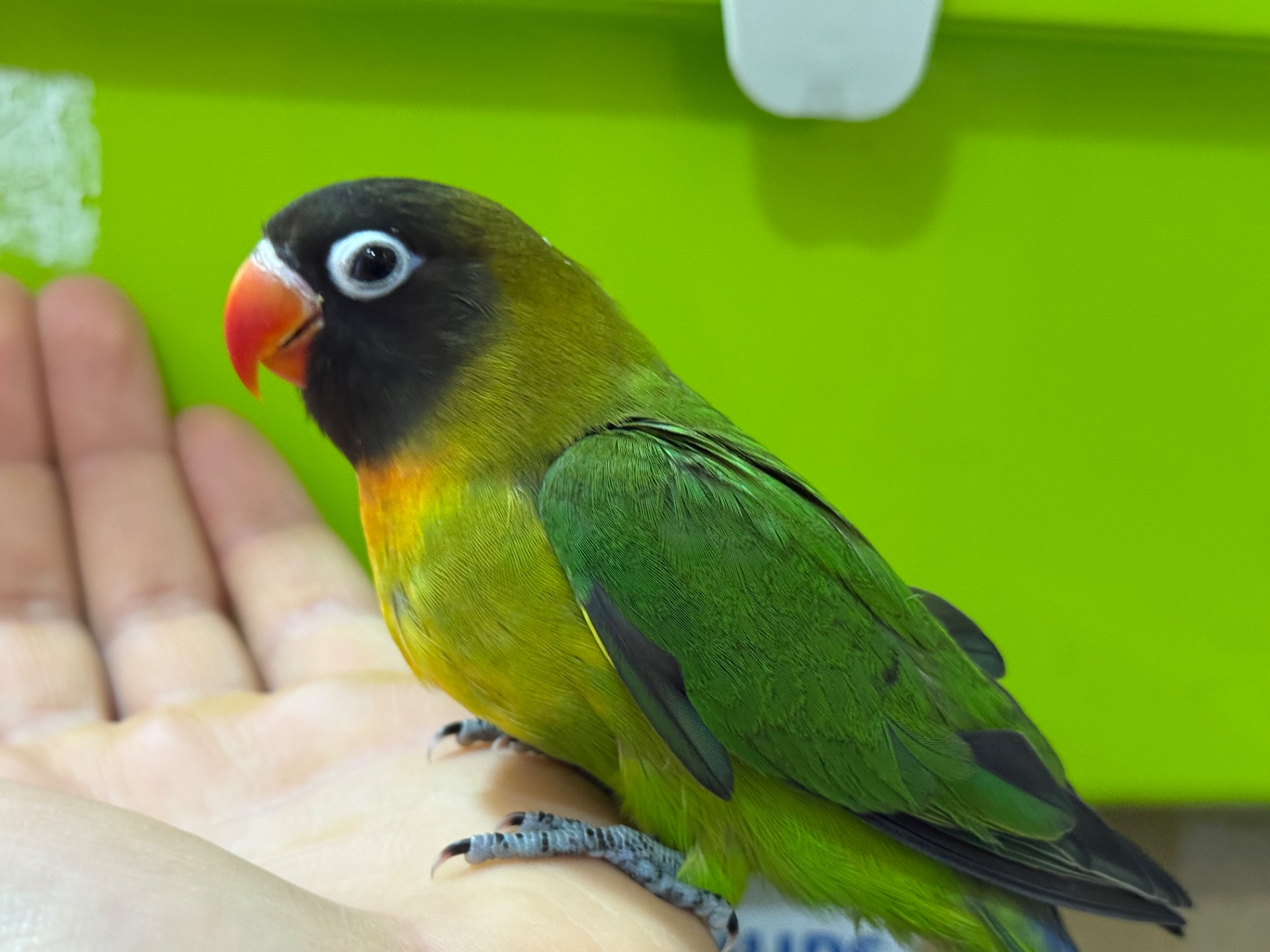 РУЧНЫЕ попугаи неразлучники