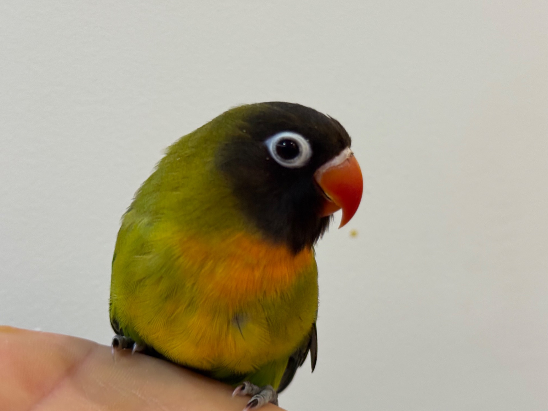 Нерозлучники пташенята молоді та ручні