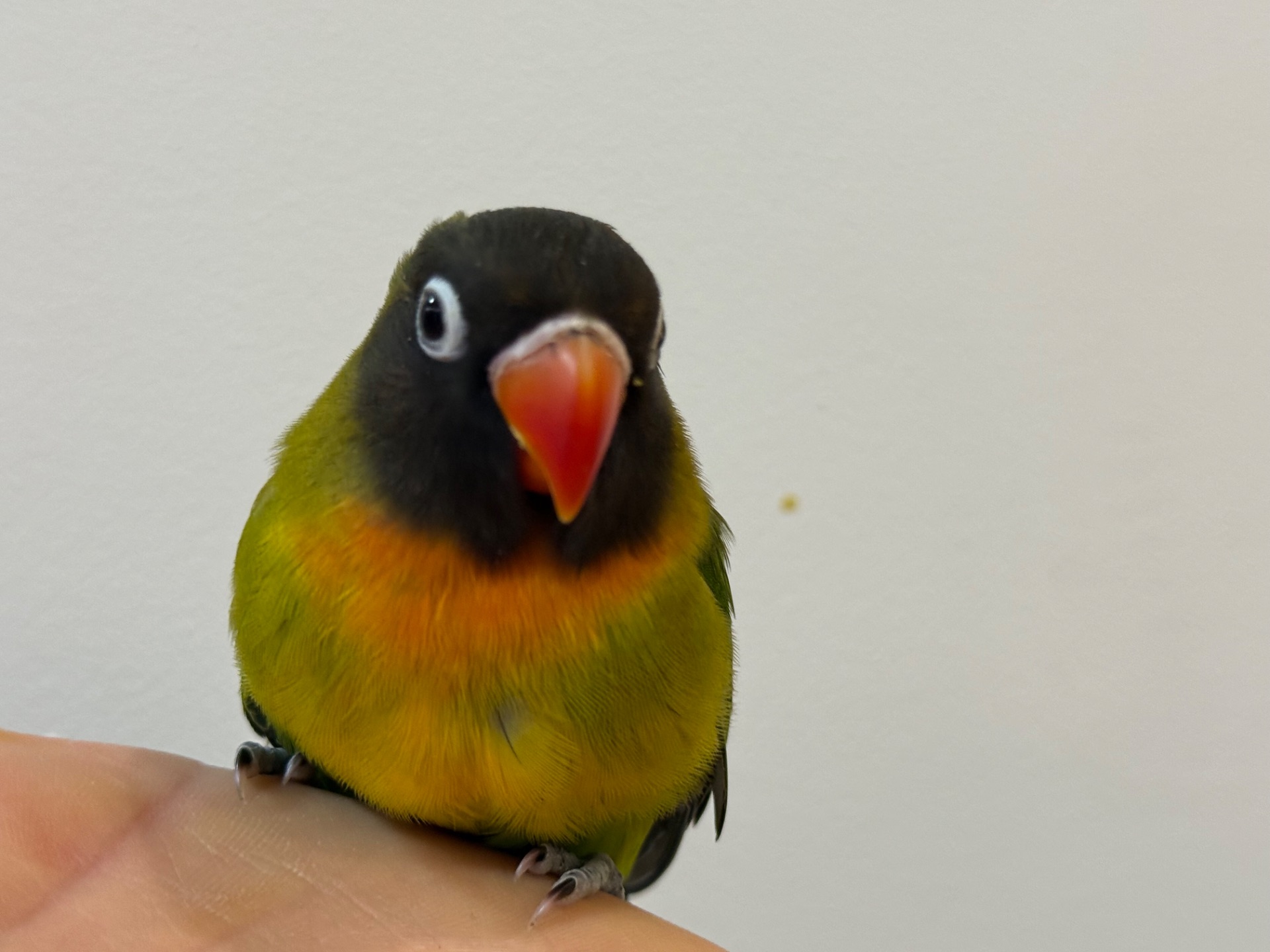 Нерозлучники пташенята молоді та ручні