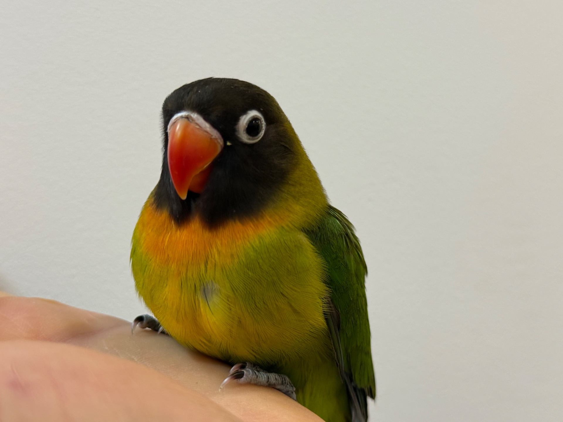 Нерозлучники пташенята молоді та ручні