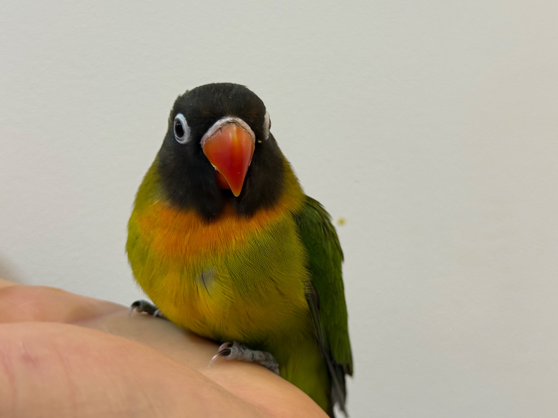 Нерозлучники пташенята молоді та ручні