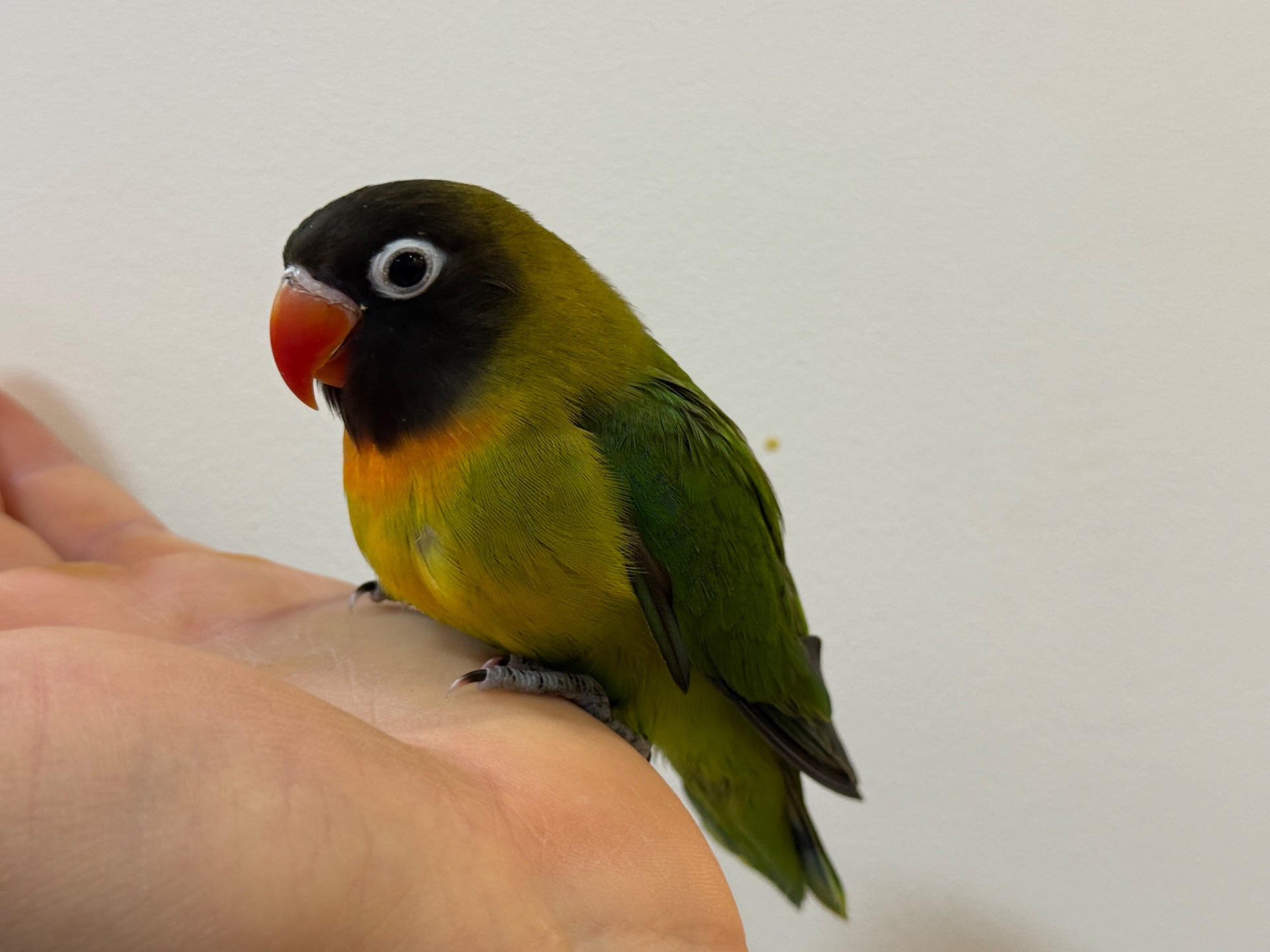 Нерозлучники пташенята молоді та ручні