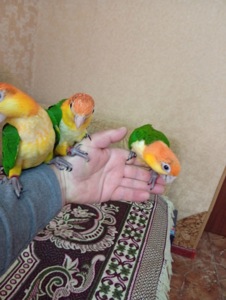 РУЧНЫЕ Рижеголовые птенцы каик выкормыши ручные