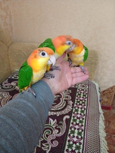 РУЧНЫЕ Рижеголовые птенцы каик выкормыши ручные