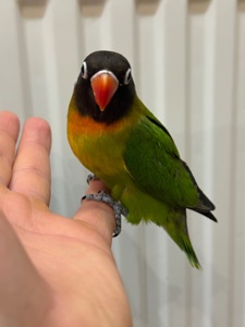 РУчные птенцы попугая неразлучник молодые