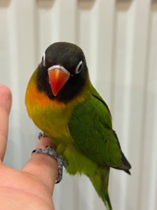 РУчные птенцы попугая неразлучник молодые