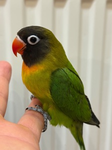 РУчные птенцы попугая неразлучник молодые