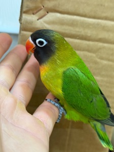 Птенцы неразлучники, молоденькие выкормыши ручные