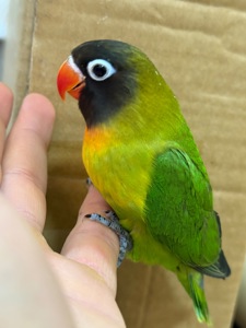 Птенцы неразлучники, молоденькие выкормыши ручные