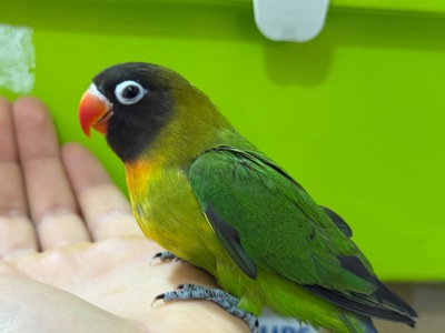 РУЧНЫЕ попугаи неразлучники