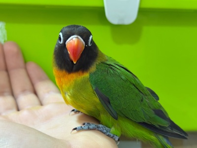 РУЧНЫЕ попугаи неразлучники