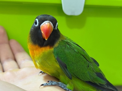 РУЧНЫЕ попугаи неразлучники