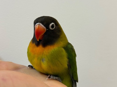 Нерозлучники пташенята молоді та ручні