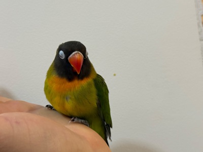 Нерозлучники пташенята молоді та ручні