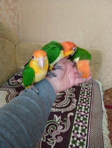 РУЧНЫЕ Рижеголовые птенцы каик выкормыши ручные