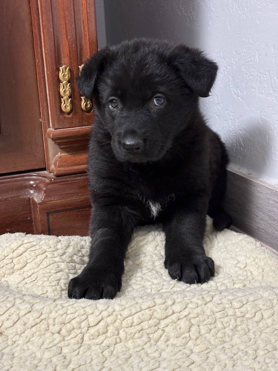 Чистокровні цуценята чорної німецької вівчарки
