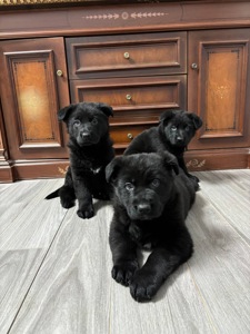 Чистокровні цуценята чорної німецької вівчарки
