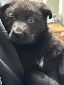 Чистокровні цуценята чорної німецької вівчарки