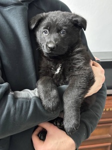 Чистокровні цуценята чорної німецької вівчарки