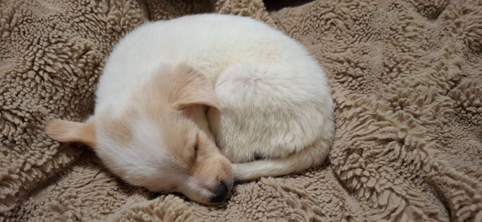 Цуценя гарне та миле