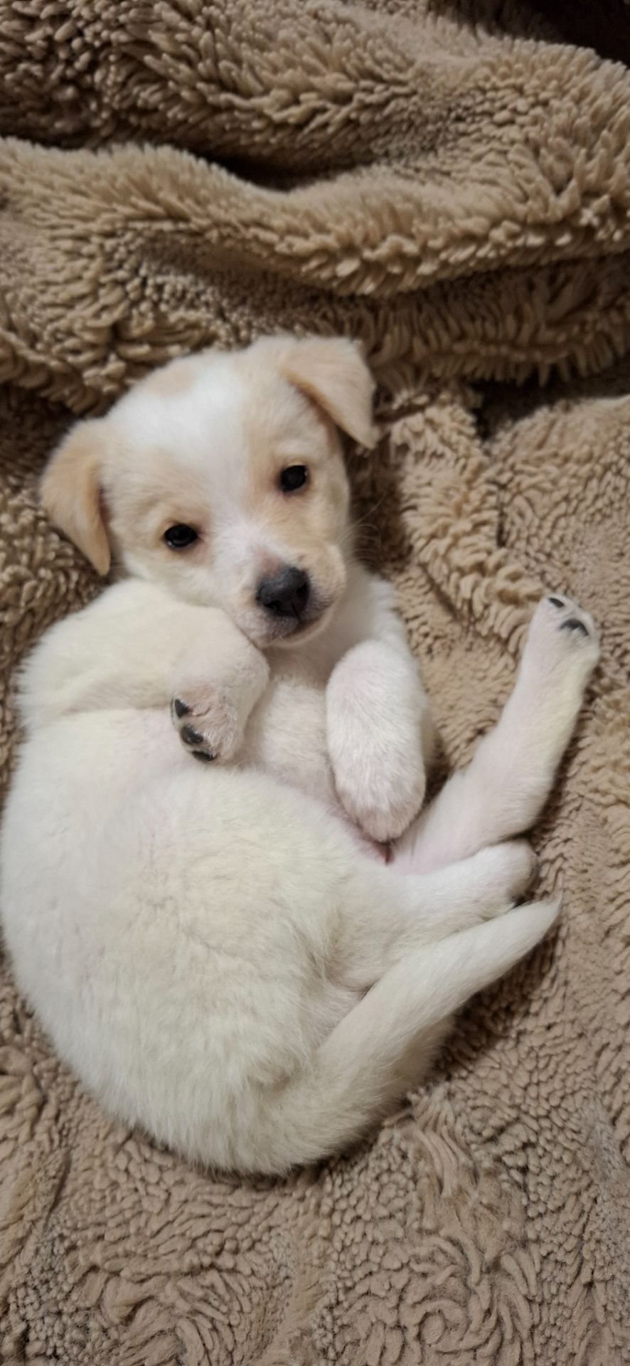 Цуценя гарне та миле