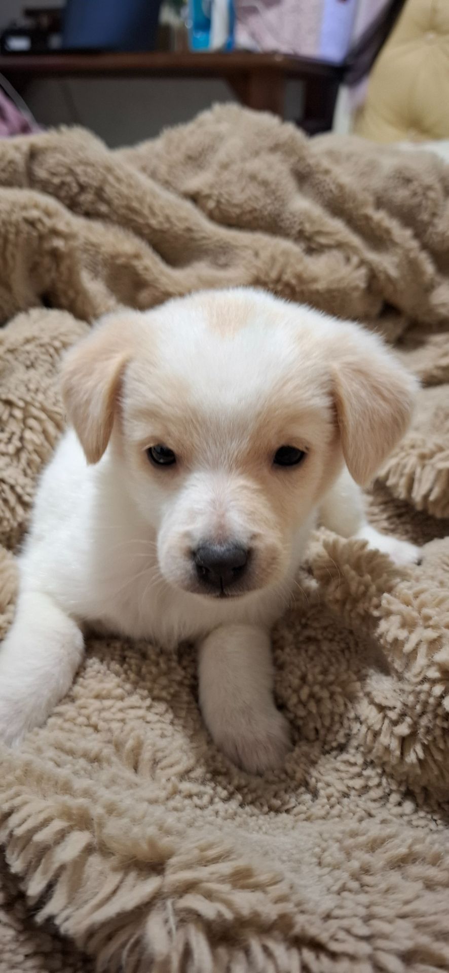 Цуценя гарне та миле