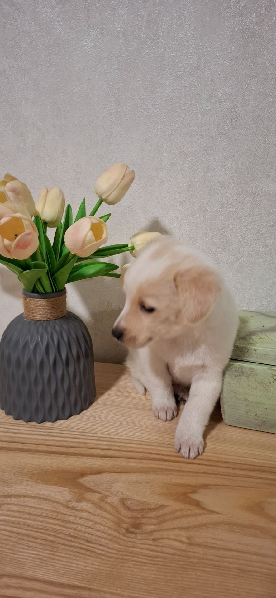 Цуценя гарне та миле