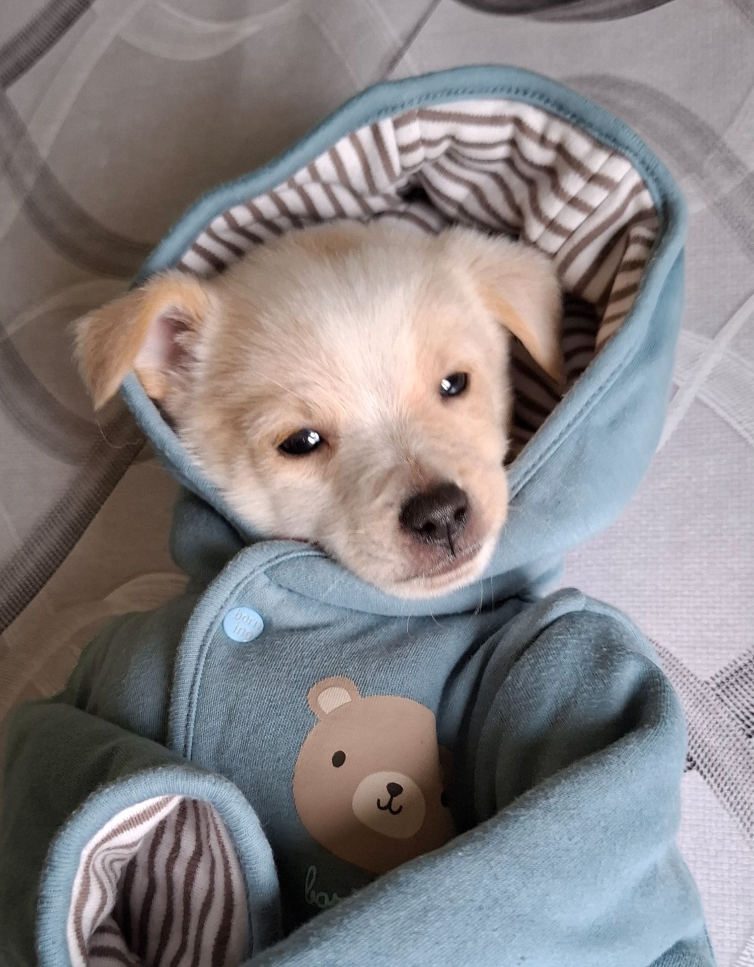 Цуценя гарне та миле