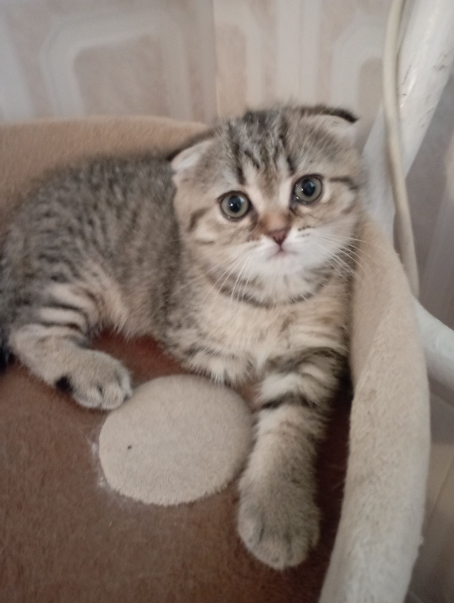 Милі золоті Шиншили дівчатка та хлопчик