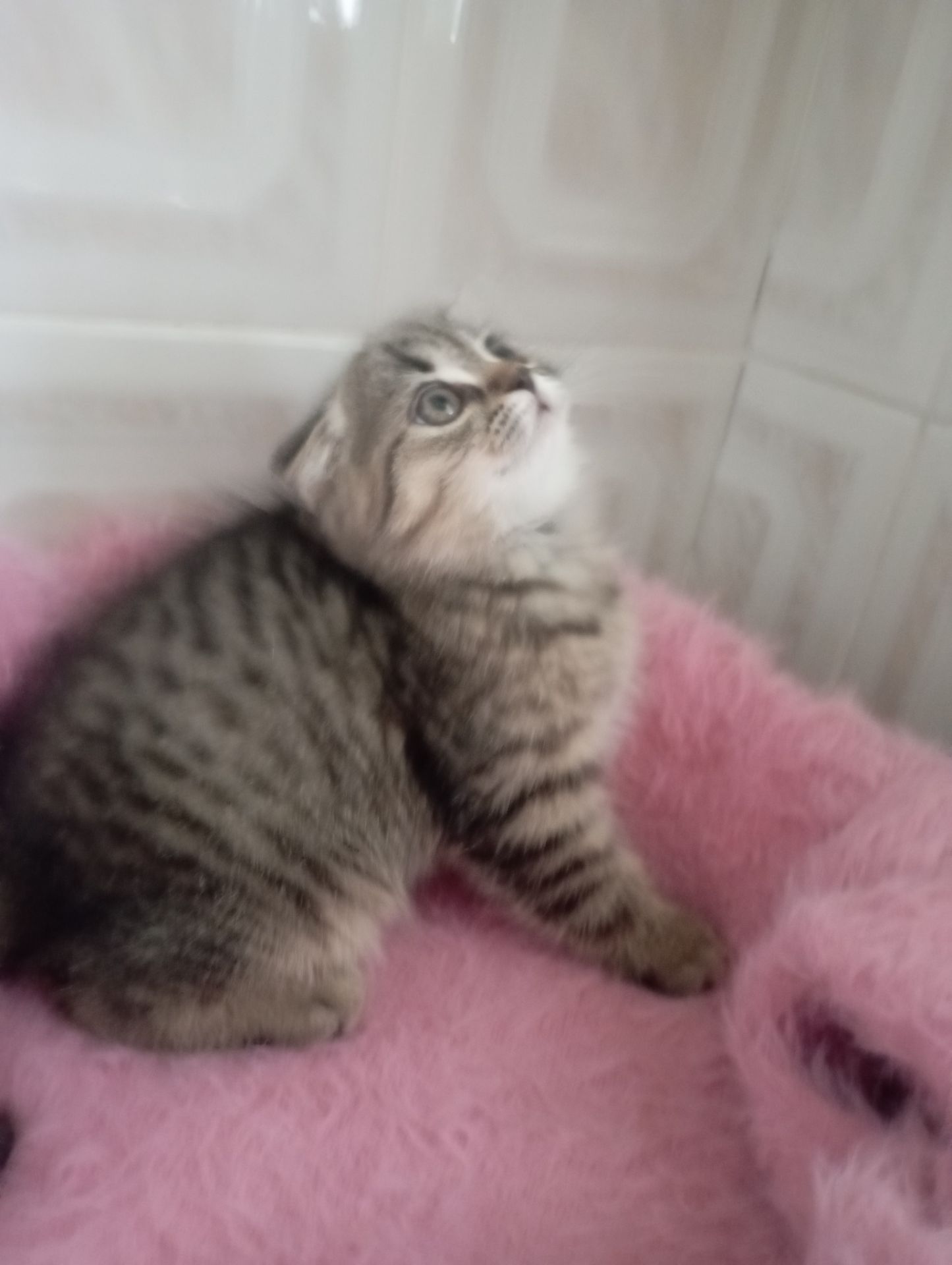 Милі золоті Шиншили дівчатка та хлопчик