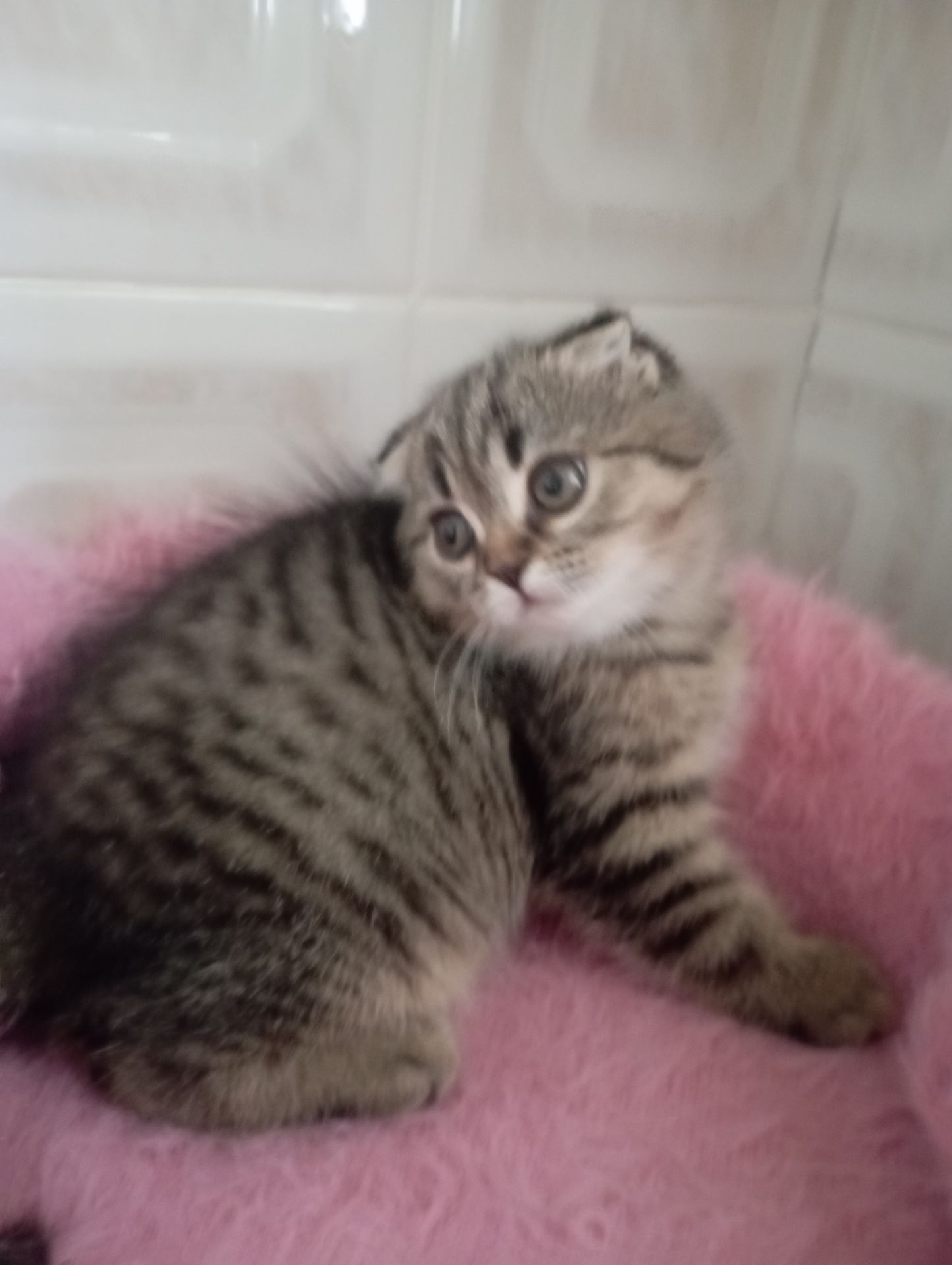 Милі золоті Шиншили дівчатка та хлопчик