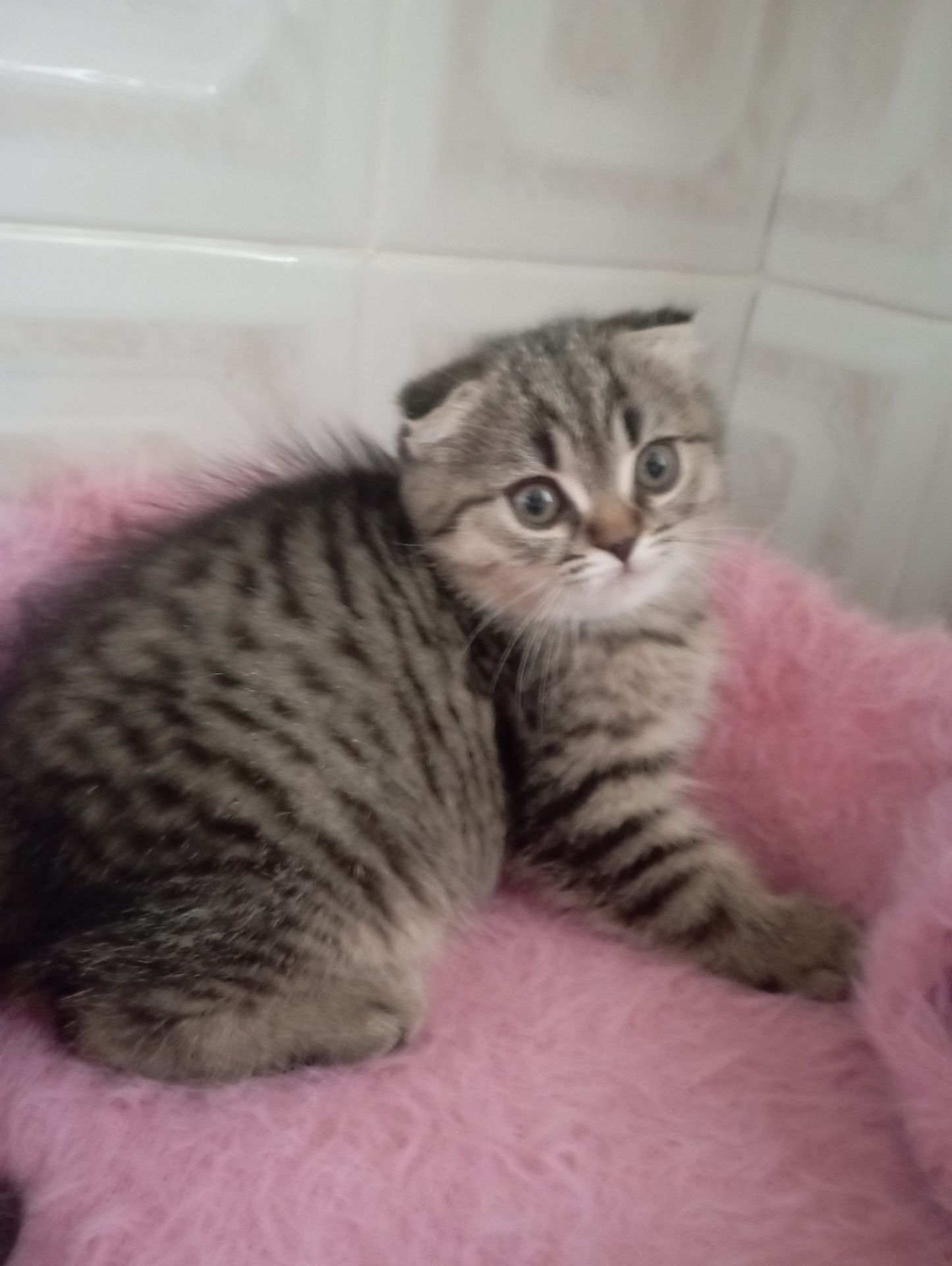 Милі золоті Шиншили дівчатка та хлопчик