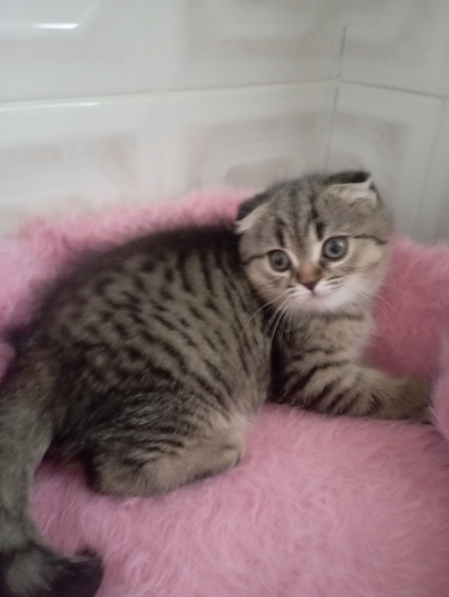 Милі золоті Шиншили дівчатка та хлопчик