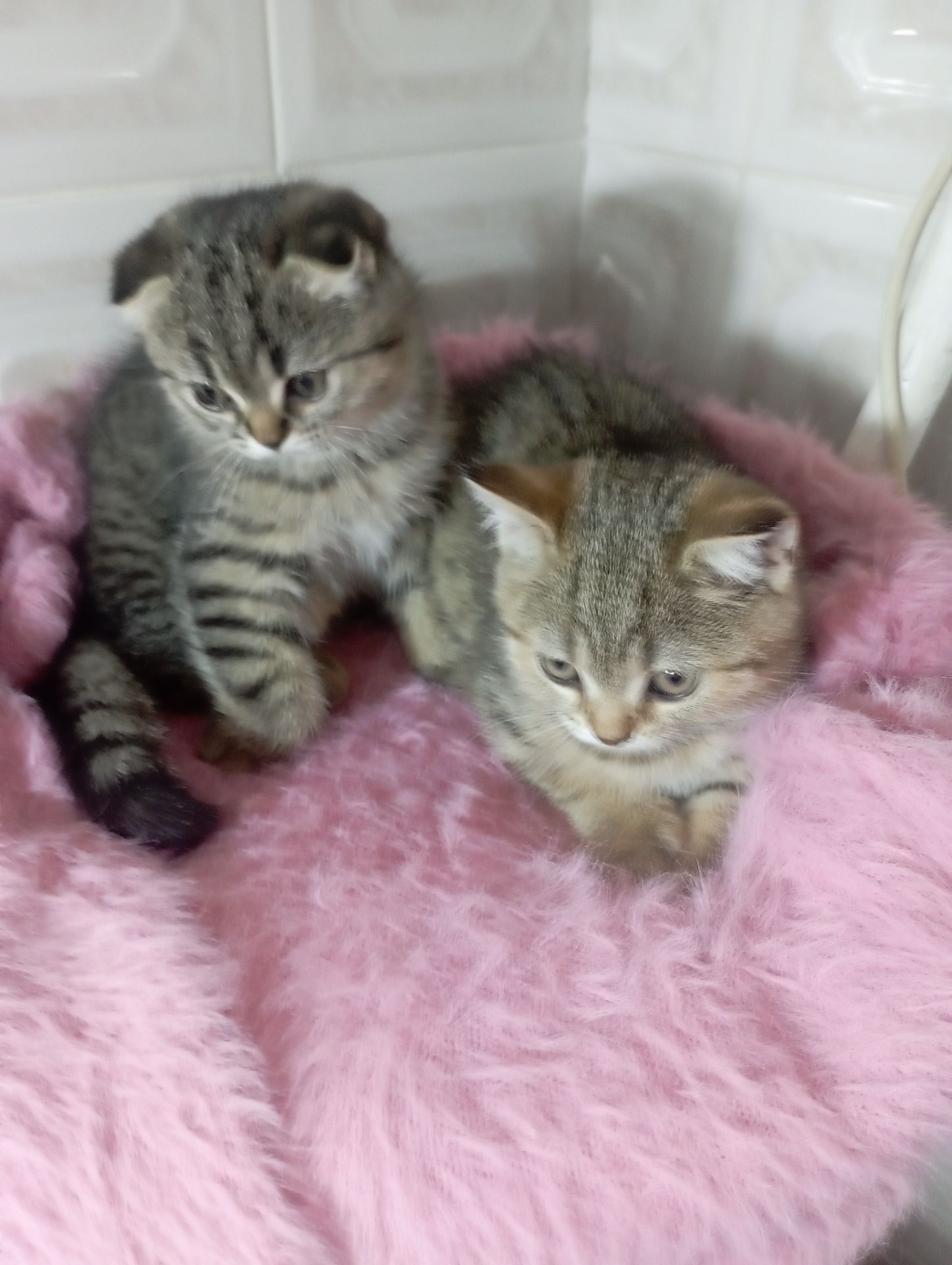 Милі золоті Шиншили дівчатка та хлопчик