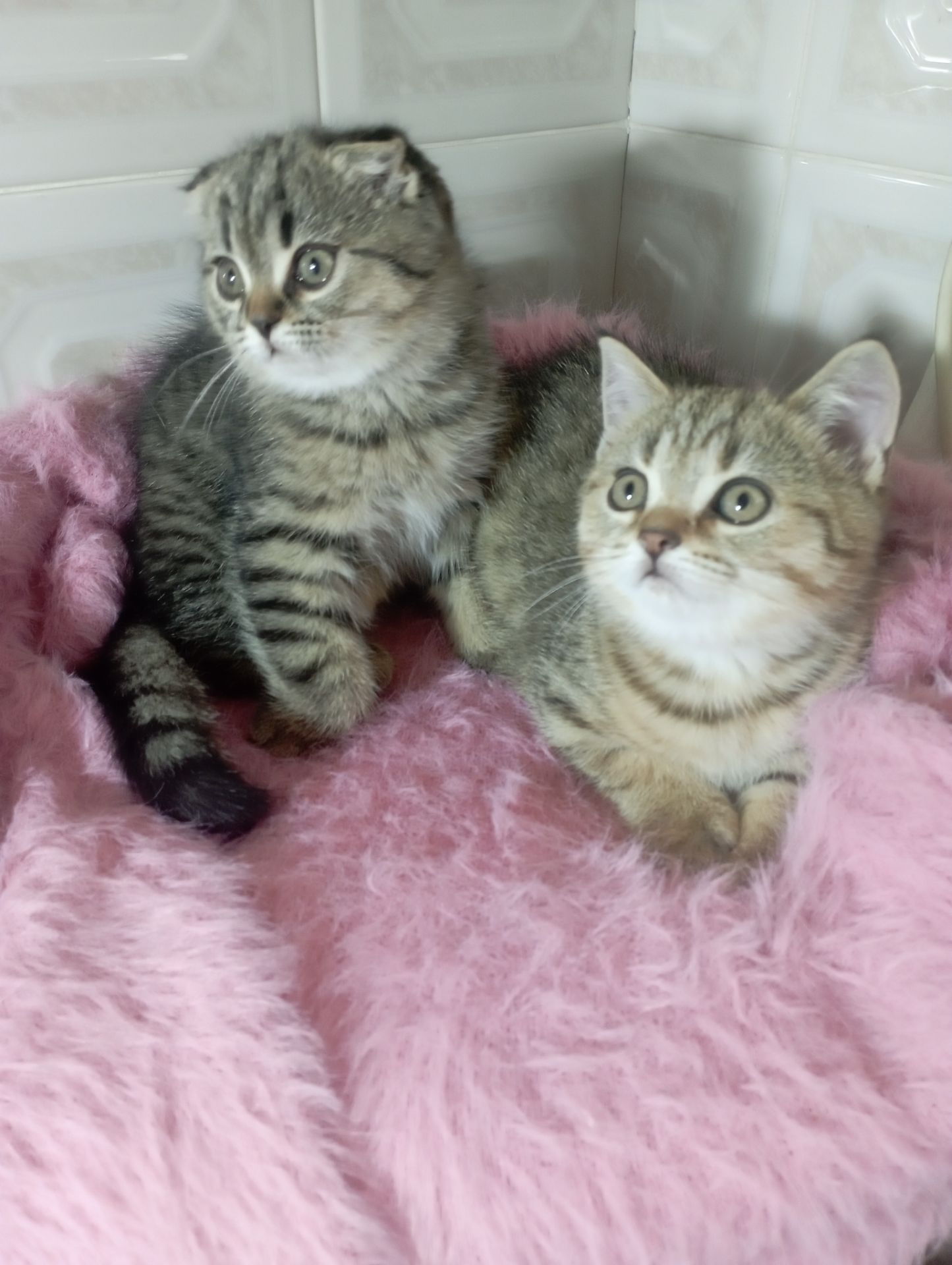 Милі золоті Шиншили дівчатка та хлопчик