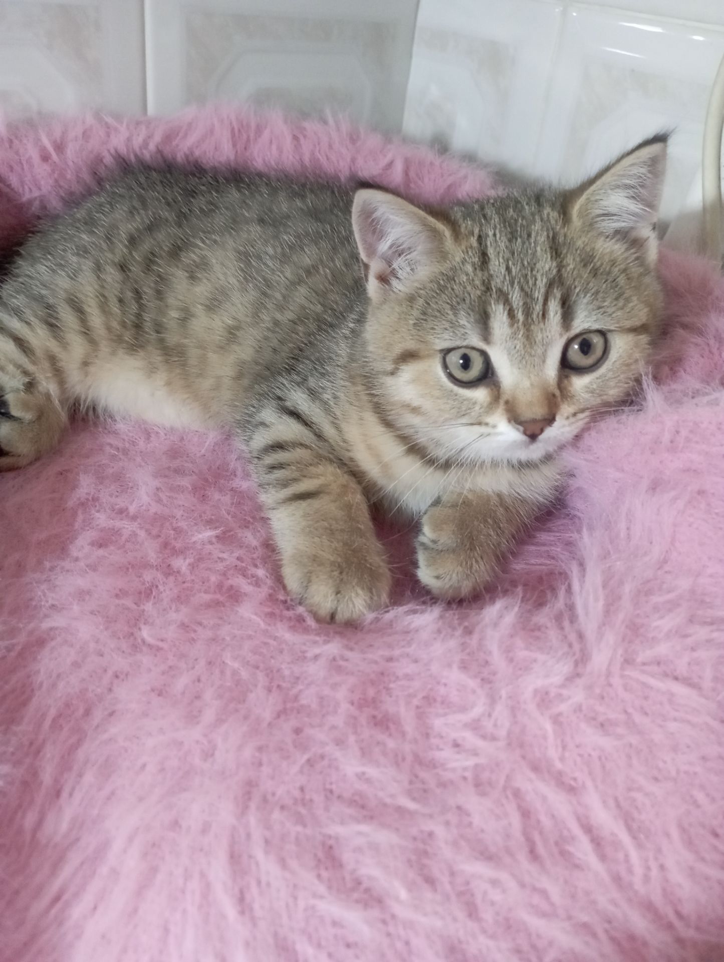 Милі золоті Шиншили дівчатка та хлопчик